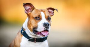 american staffordshire terrier lois