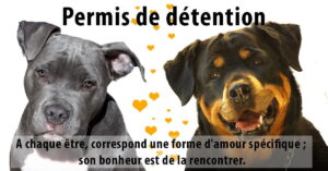 permis de détention de chien catégorisé à bordeaux