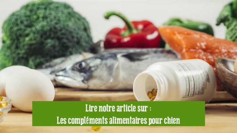 Les compléments alimentaires pour chien