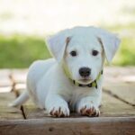 éducation du chiot à Bordeaux