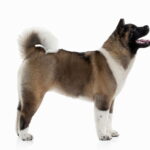chiot akita inu
