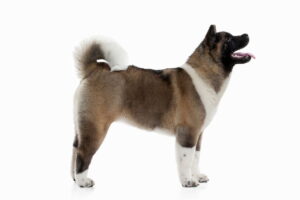 chiot akita inu