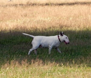 bull terrier rigolo
