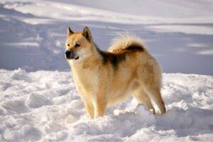 photo d'un Chien Spitz du Groenland
