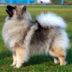 photos de spitz loup Keeshond