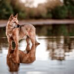 chien de Canaan