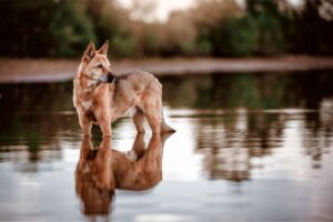 chien de Canaan