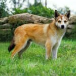 Le lundehund