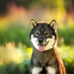 shikoku