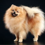 spitz allemand