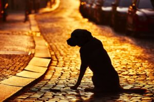 retrouver son chien