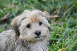 le chiot bichon havanais