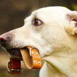 chien tient collier