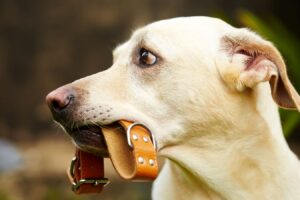 chien tient collier