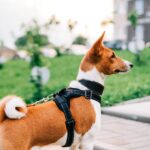 harnais pour chien