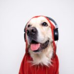 chien adolescent