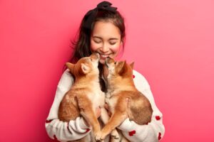 fille 2 chiot shiba inu