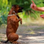friandises pour éduquer un chien