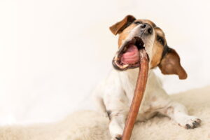 jack russel qui mordille