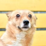 chien stressé