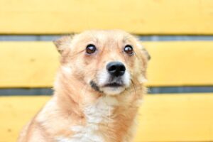 chien stressé