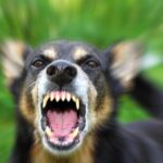 chien qui veut attaquer
