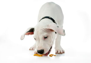 dogue argentin qui mange