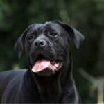santé du cane corso
