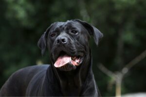 santé du cane corso