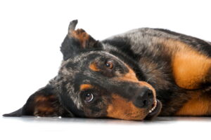beauceron arlequin couché