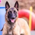 dressage du malinois marche au pied