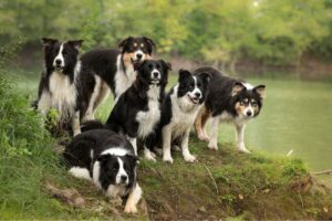 élevage de border collie