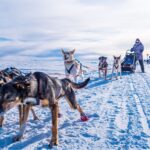 origines du husky