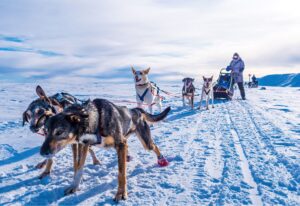 origines du husky