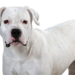 dogue argentin adulte male