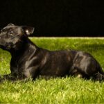 staffie noir couché