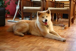 Akita couché en appartement