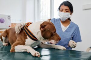 un vétérifaire fait une diagnose sur un staff