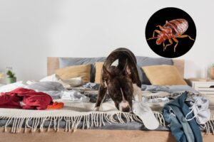 détection de punaise de lit