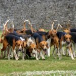 meute de chien