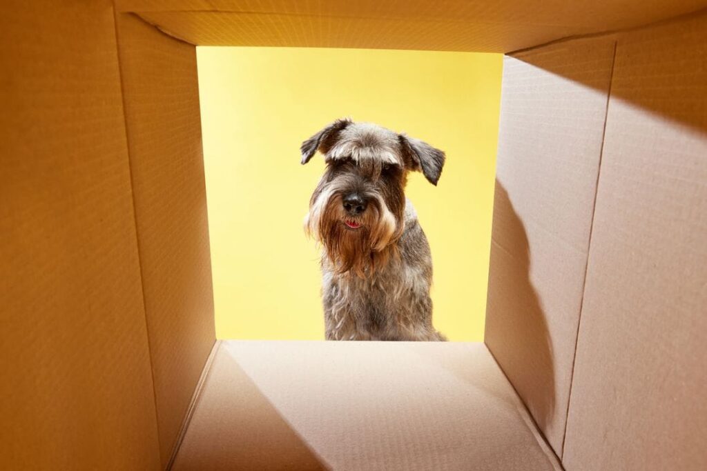 chien joue avec un carton
