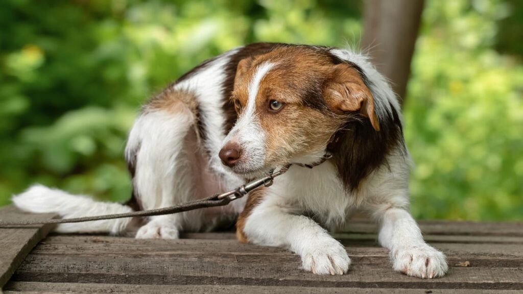 chien qui a peur en balade 