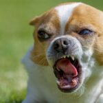 chien méchant