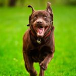 chien heureux