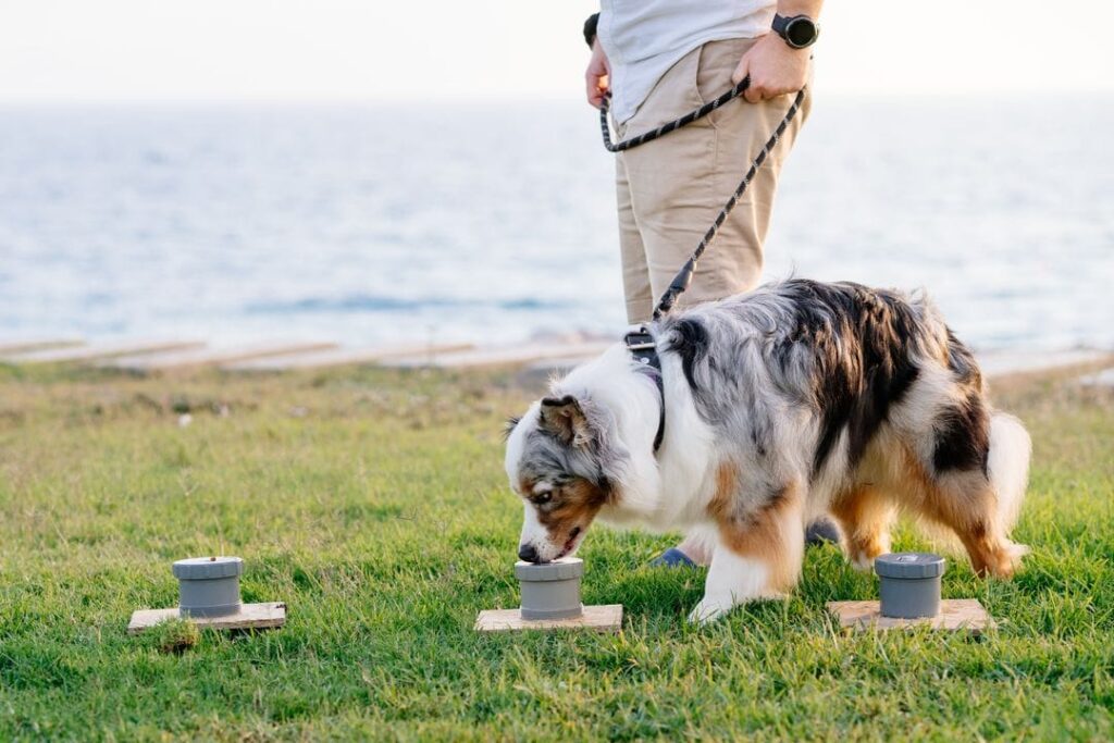 Développez le flair et la capacité de recherche de votre chien