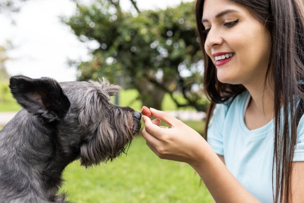 femme qui donne à son chien une friandise pour lui apprendre le rappel