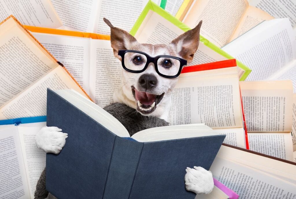 chien qui apprend
