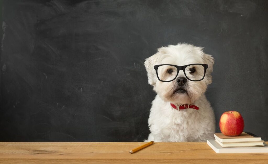 chien apprentissage