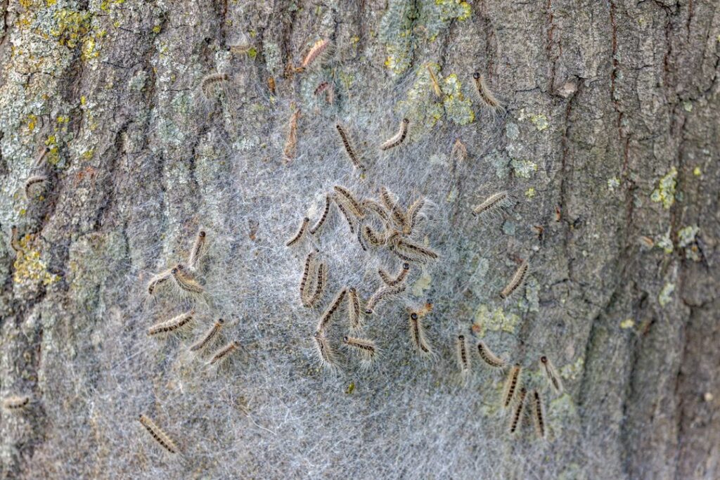 un nid de chenille processionnaire du chêne