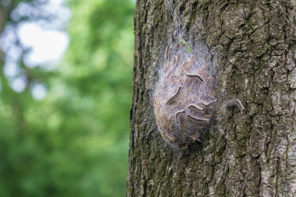 photo d'un nid de chenille processionnaire du chêne